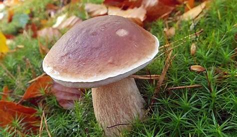 La stagione dei funghi porcini perfetti - 1 di 1 - Parma - Repubblica.it