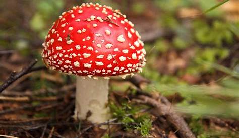 Intossicazione letale da funghi: come riconoscere i velenosi | Ambiente Bio