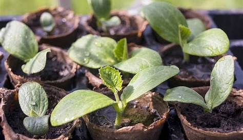 Comment planter des plants de courgettes ? – Votre Blog Maison & Travaux