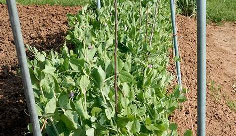 Pois _ semer, cultiver, récolter Organic Soil, Organic Gardening