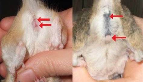 Comment Reconnaitre Un Bebe Chat Male Ou Femelle Difference Get Images One