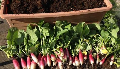 Potager : 8 conseils pour bien semer et cultiver les radis
