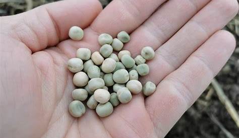 Comment faire pousser des petits pois à partir de graines