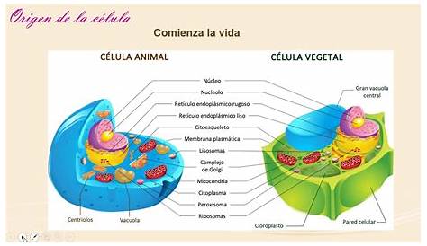 La Celula Unidad Fundamental De La Vida - Consejos Celulares