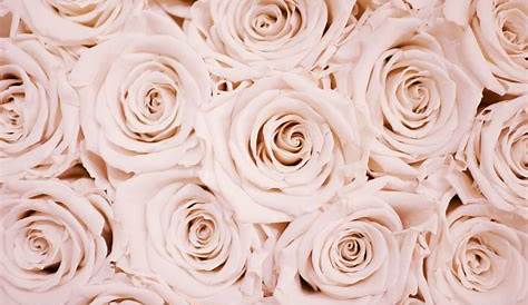 Rose Gold Aesthetic Flower Wallpaper