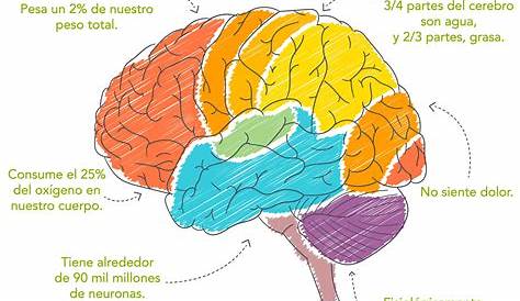 Diagrama Cerebral Humano Una Imagen De Un Diagrama Cerebral Humano Images