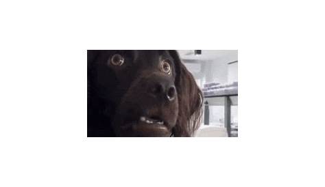 Confused Dog GIF - Confused Dog Smile - Discover & Share GIFs