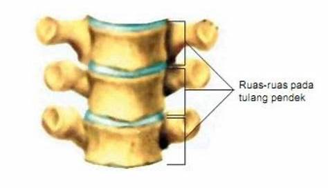 Fungsi Tulang Pipih : Pengertian, Struktur, Ciri, Gambar & Contoh
