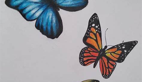 Beautiful Butterfly Drawing Picture | colorbutterflydrawing