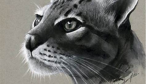 40 Realistic Animal Pencil Drawings - Bored Art | Pencil drawings of