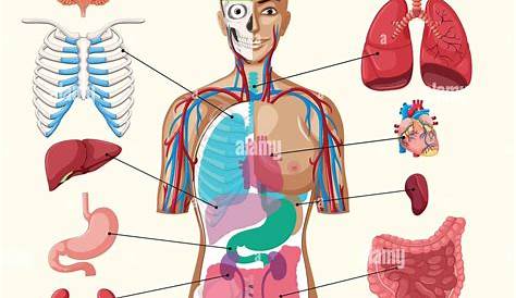 Chart Showing Organs of Human Body Stock Vector - Illustration of