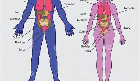 Gioco per conoscere il corpo umano e gli organi interni