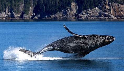 20 espectaculares imágenes de ballenas y gigantes marinos (con imágenes