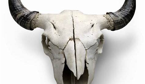Carved Cow Skull // XL Horns - Tribal #6 – Skull Bliss | Cow skull, Cow