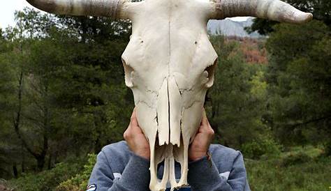 Cow Skull with Horns