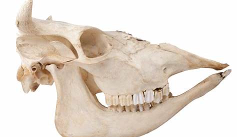 'Cabinet of Curiosities' Excerpt: The Skulls and Teeth of Animalia