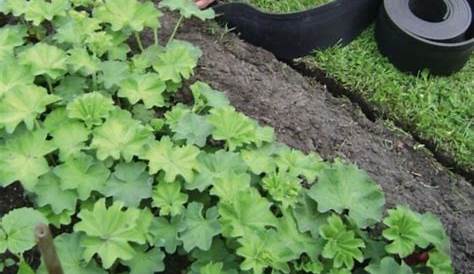 Creative Inexpensive Garden Edging Ideas Use To Keep Weeds And Lawn Away From Flower Beds Hgtv