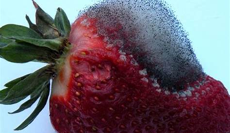 Levaduras naturales inhiben la formación de mohos en la fruta