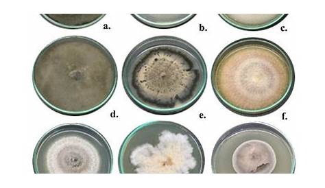Crecimiento radial de los morfotipos de hongos usados para evaluar la