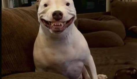 This dog has the creepiest smile. - 9GAG