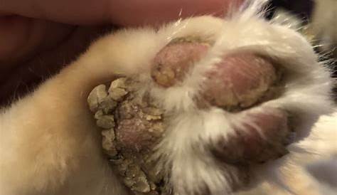 Dry Swollen Cat Paws - Cat Meme Stock Pictures and Photos