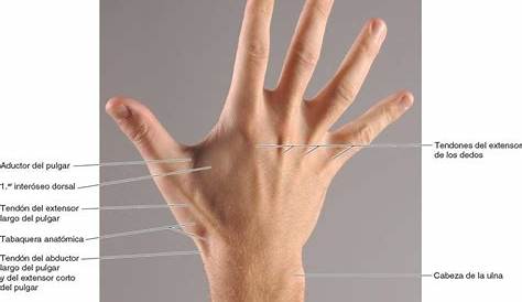 Descubre la anatomía de los tendones extensores de la mano - aware.doctor