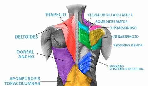 El dolor de espalda: causas y cómo podemos aliviarlo