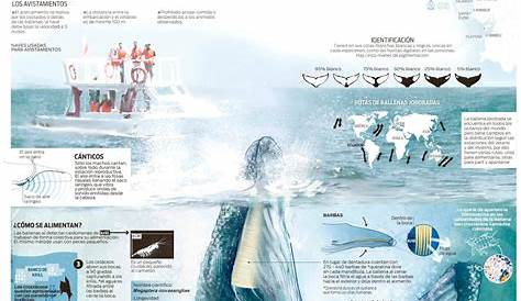 Características de las ballenas - Que Características