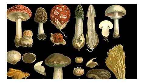 ¿Cuántas especies de hongos hay en total? - Quora