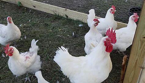 ¿Cuántas gallinas por cada gallo? La proporción perfecta explicada