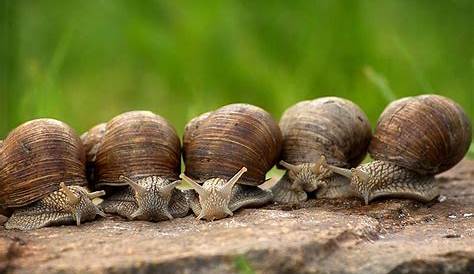 Cuánto vive un Caracol de tierra, doméstico y de mar.