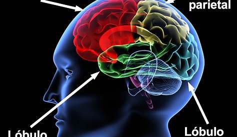 Los tres cerebros | Cerebro emocional, Cerebro, Cerebro reptiliano