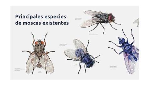 Tipos de moscas: conócelos y aprende a identificarlos | Guía completa