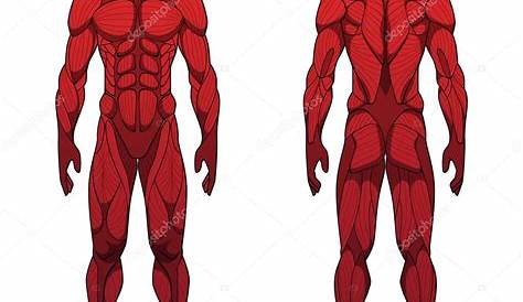 Músculos del cuerpo, vista de espaldas (Primaria) Juego del cuerpo