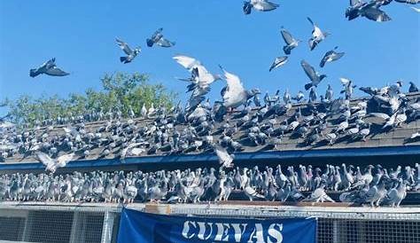 350 Miles GHC Classic Pigeon Race - Full Event - YouTube