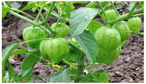 Producción de tomate verde o de cascara.