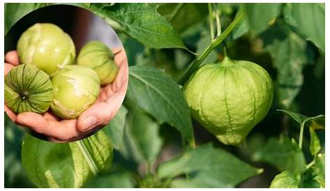 Agrícola Ge Ma: Cultivo de Tomate de Cáscara Verde