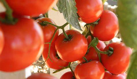 Top 7 qual a melhor época para plantar tomate perfecto