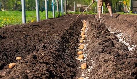 Comment planter facilement des pommes de terre au potager dès le mois