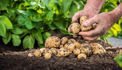 Les pommes de terre : de la germination à la plantation - Scotts Fafard