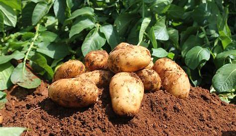 Comment conserver correctement les pommes de terre