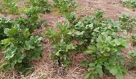 La culture de la pomme de terre au Togo - Ministère de l’Agriculture