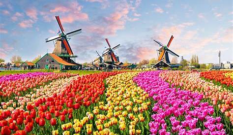 Offrez-vous une paisible balade dans les champs de tulipes multicolores