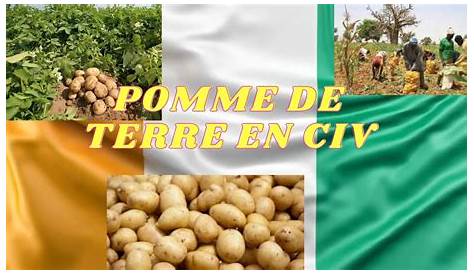 La culture de la pomme de terre au Togo - Ministère de l’Agriculture