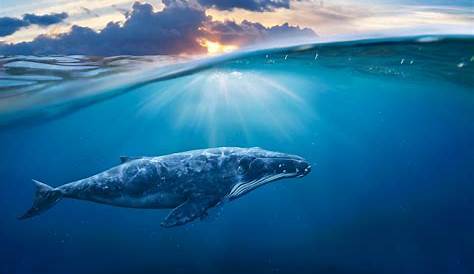 Salvar a las ballenas un objetivo ambiental - Fundación Aquae