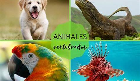 Los animales vertebrados y su clasificacion: ¿Que son los animales