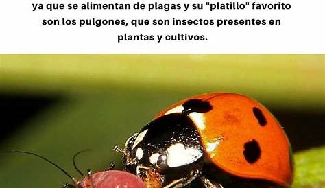 10 curiosidades sobre insectos - Fuminor - Fumigaciones en Bilbao
