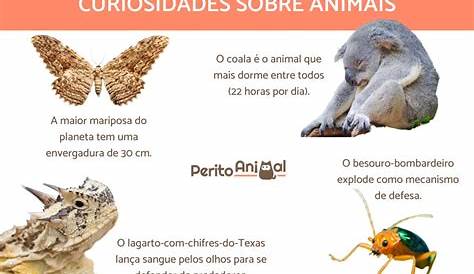 Curiosidades Sobre 10 Animales | Mundo Animal - YouTube