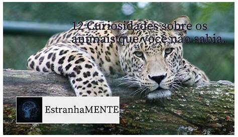 12 CURIOSIDADES SOBRE OS ANIMAIS. - YouTube