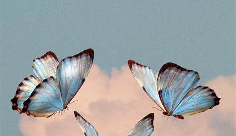 Aesthetic sky | Butterfly wallpaper, Blue butterfly wallpaper, Blue
